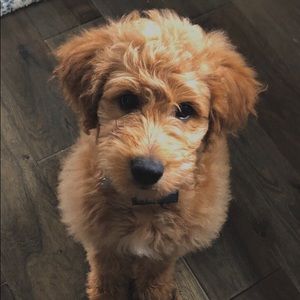 Meet your Posher, Katya